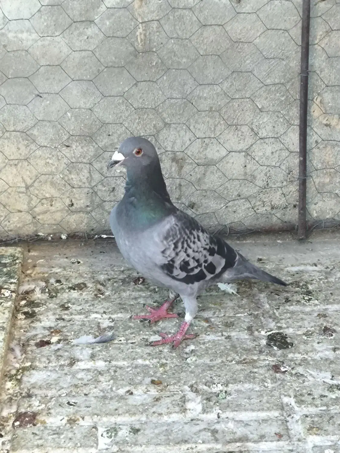 یک عدد کبوترپلاکی نر زور دار معاوضه با ماده پلاکی|پرنده|کرمانشاه, |دیوار