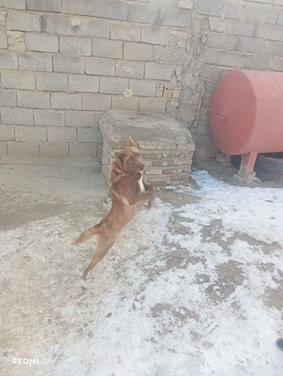 سگ ماده هاسکی|سگ|سلماس, |دیوار