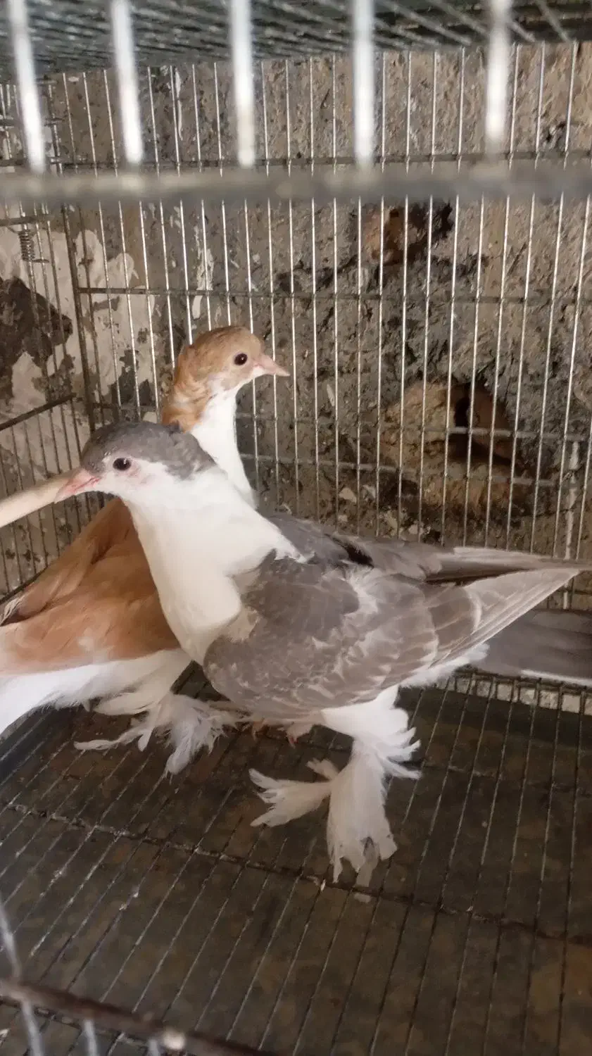 کفتر لاهوری|پرنده|سراوان, |دیوار