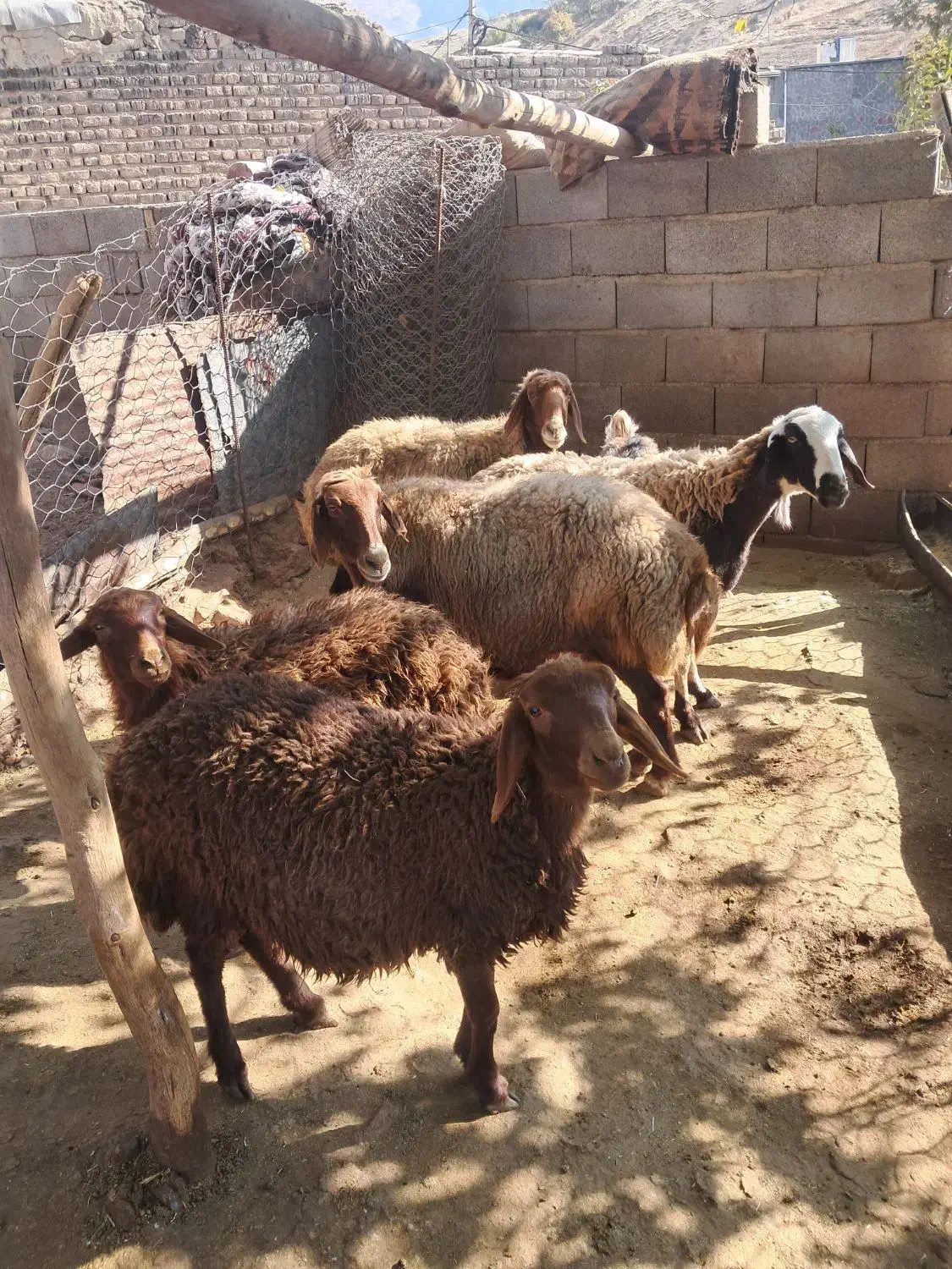 میش گوسفند|حیوانات مزرعه|چگنی, |دیوار