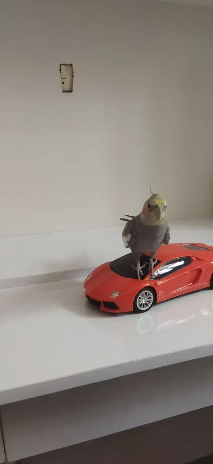 عروس هلندی|حیوانات|کرمانشاه, |دیوار