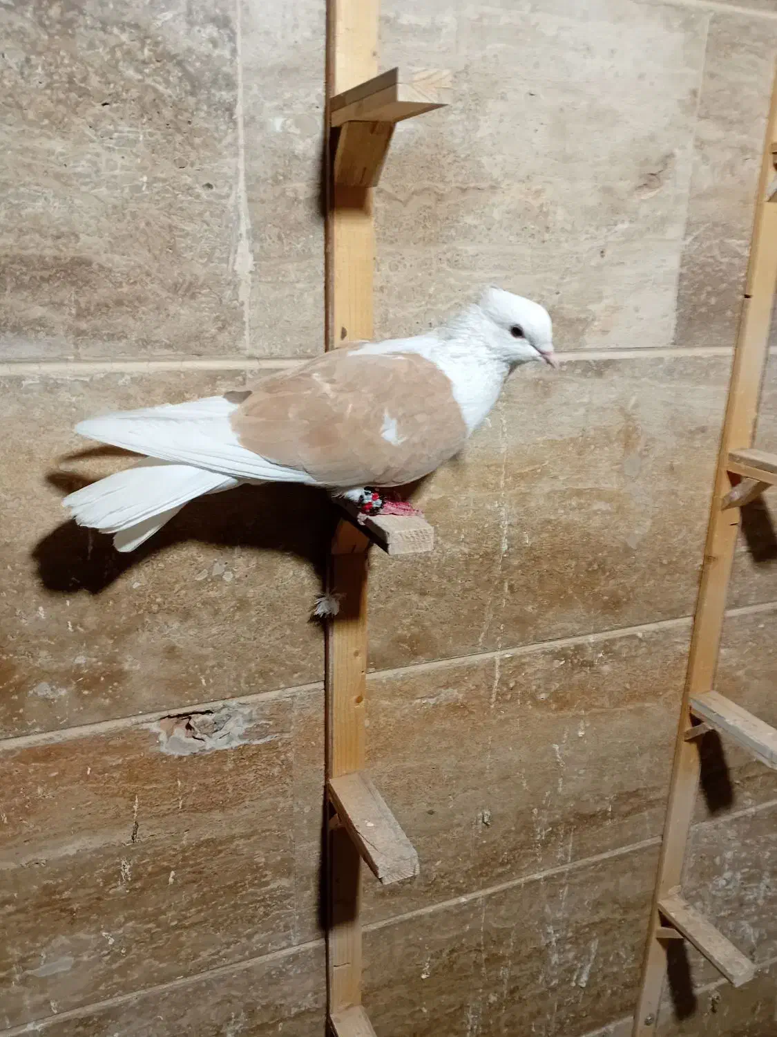 کبوتر کفتر پشت زرد|پرنده|شیروان (خراسان), |دیوار