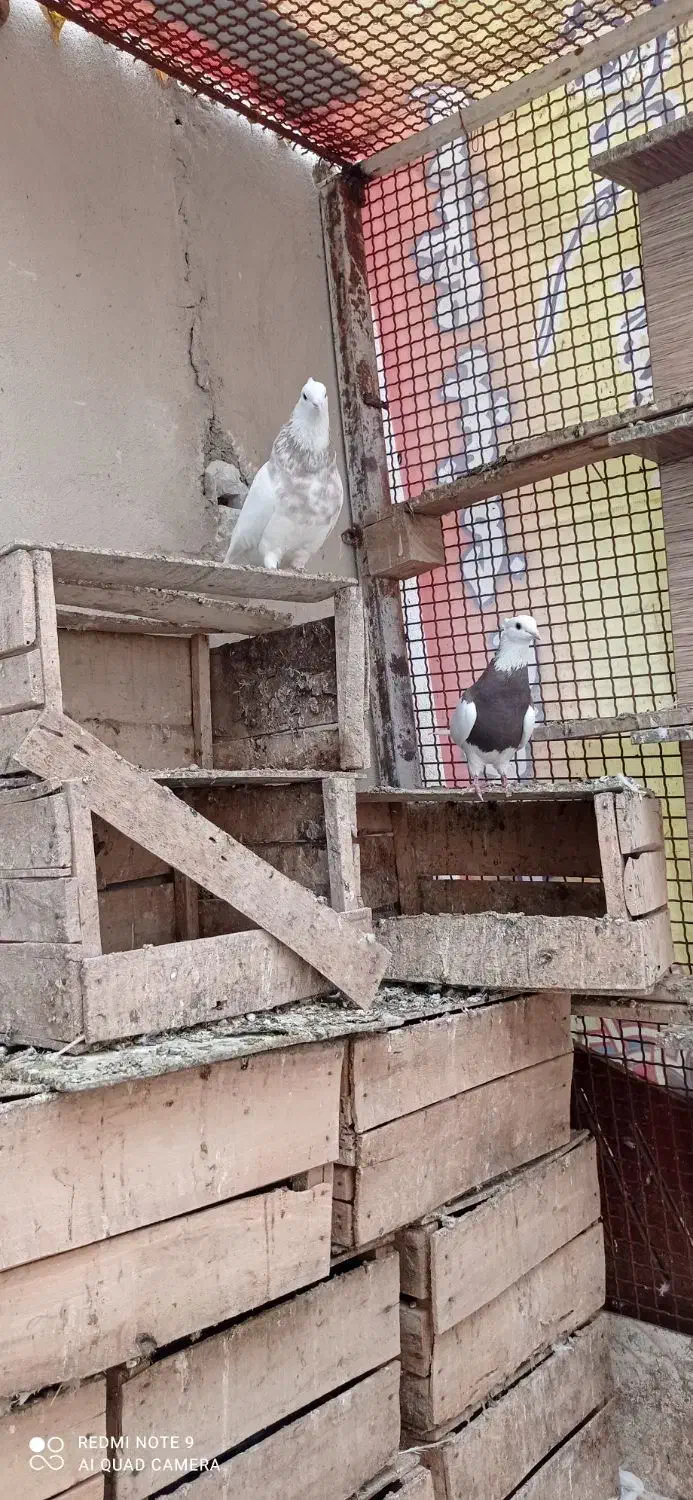 طوقی ناب کاکلی|پرنده|همدان, |دیوار