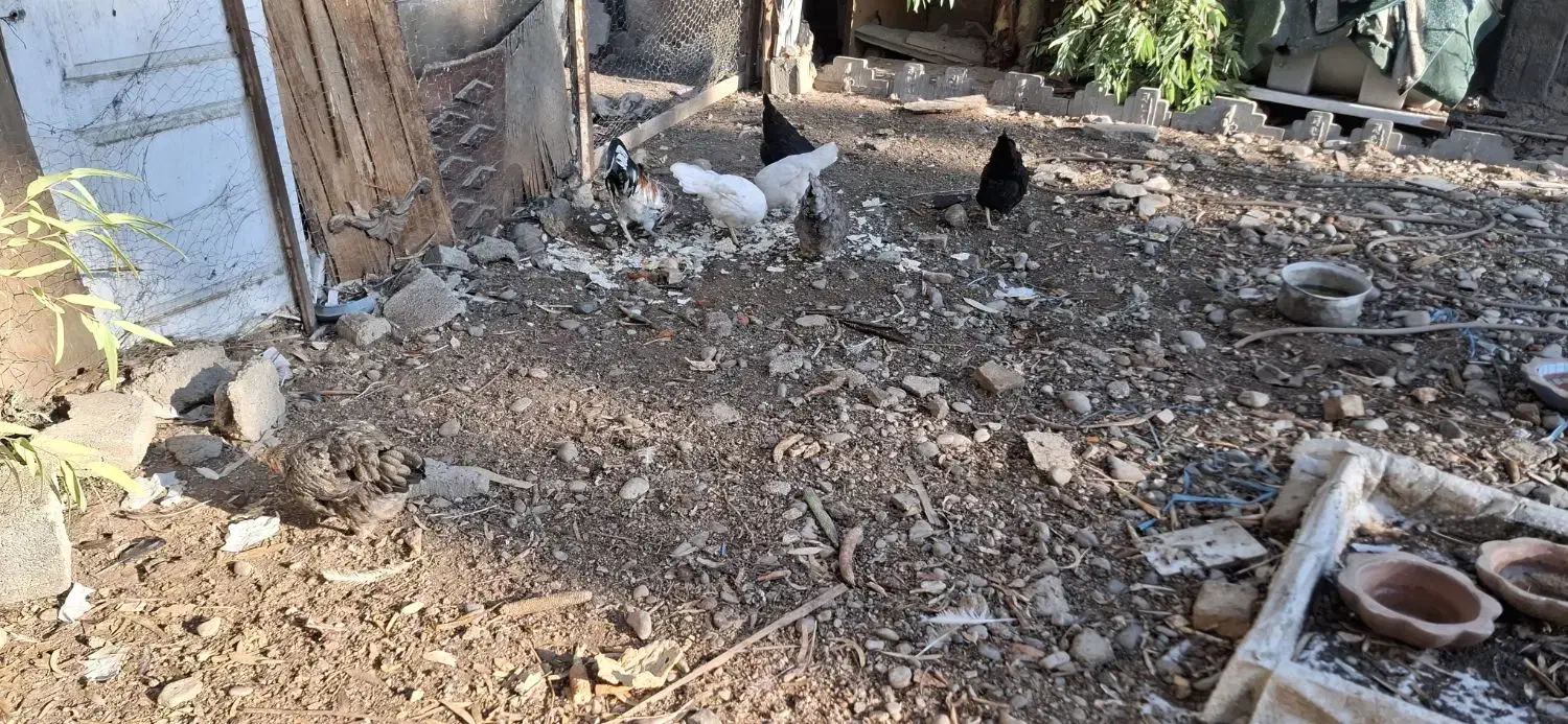 مروغ و خروس|حیوانات مزرعه|قرچک, مهدیه|دیوار