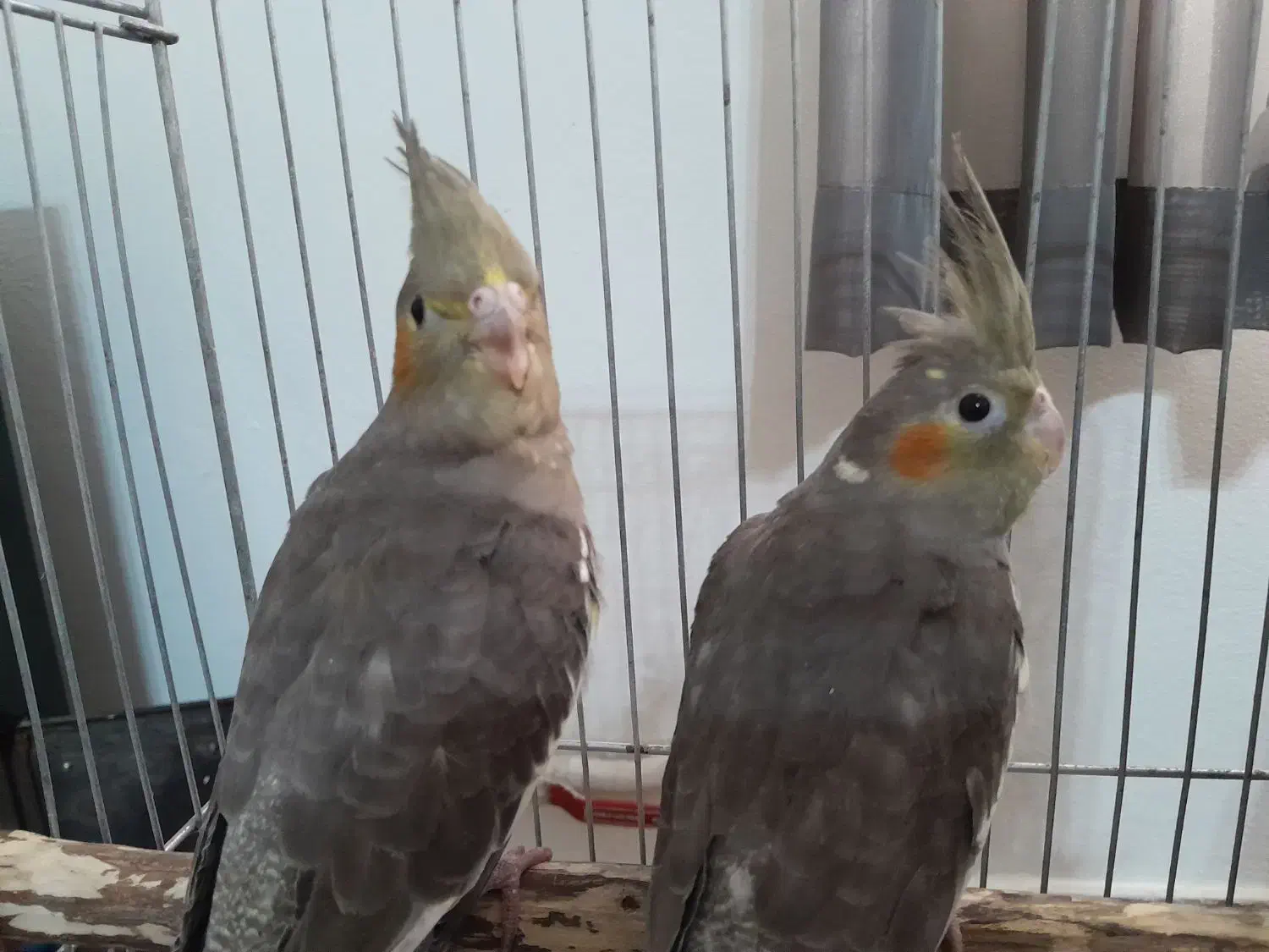 پرنده عروس هلندی|پرنده|سلمان‌شهر, |دیوار