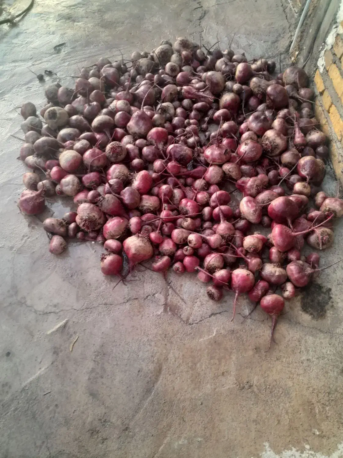 لبومحلی|خوردنی و آشامیدنی|نگار, |دیوار