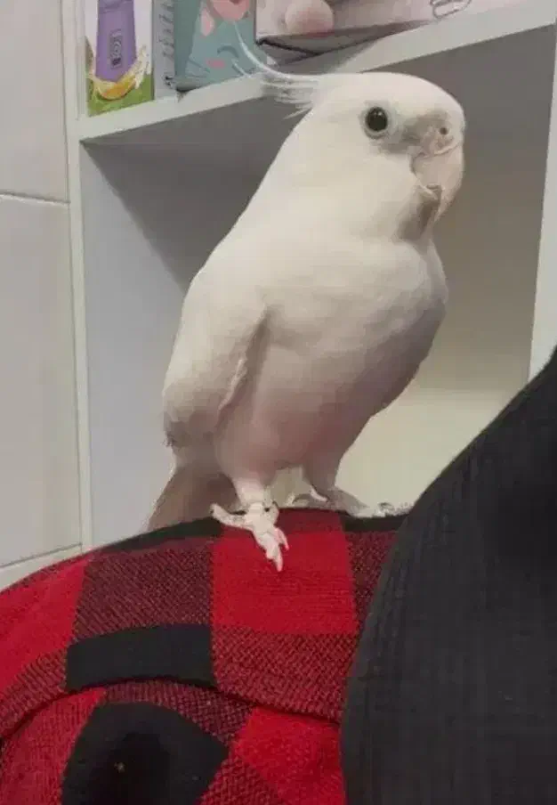 عروس هلندی آلبینو چشم شرابی فول دستی ماده|پرنده|قم, شاه سید علی|دیوار