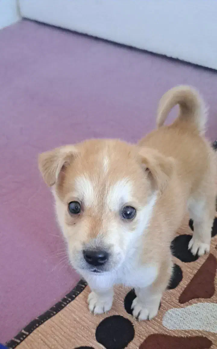 حیوان خانگی|سگ|زنجان, |دیوار