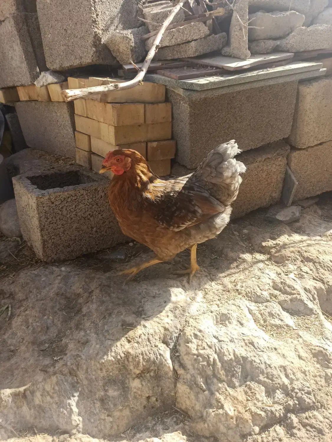 2 عدد مرغ|حیوانات مزرعه|مسجد سلیمان, |دیوار