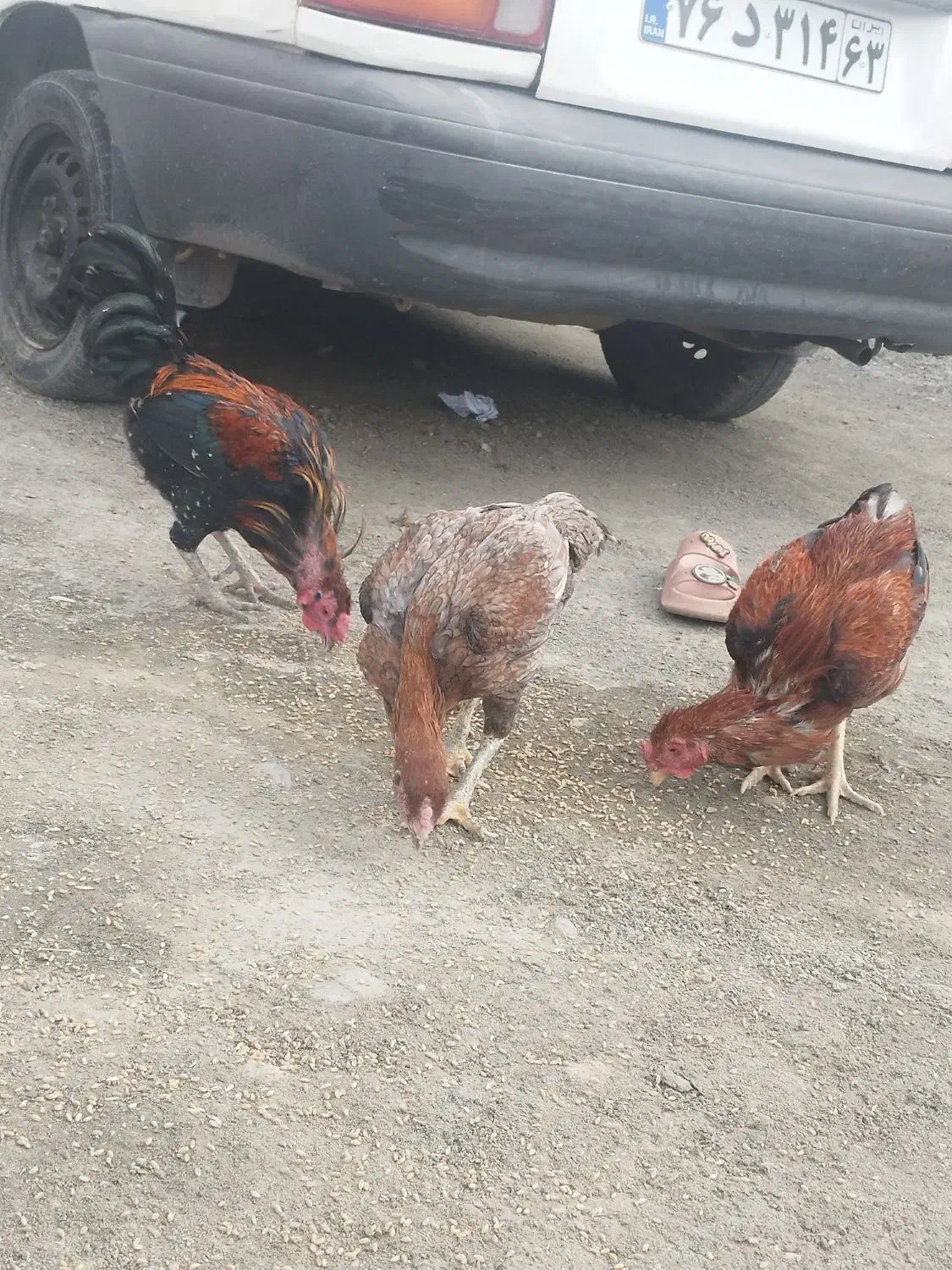 مرغ|حیوانات مزرعه|کهنوج, |دیوار