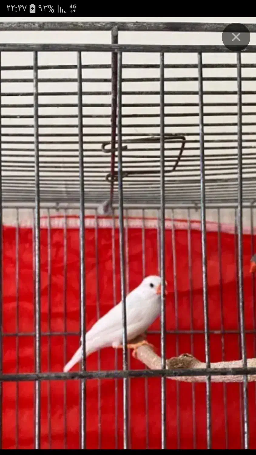 فنج سهره ،گلبسر|پرنده|کرمان, |دیوار