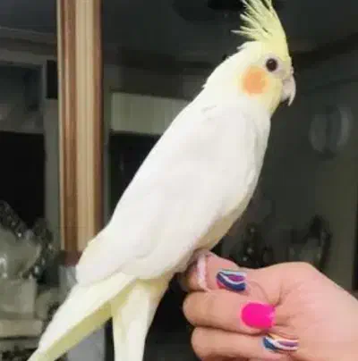 عروس هلندی لوتینو|پرنده|سیرجان, |دیوار