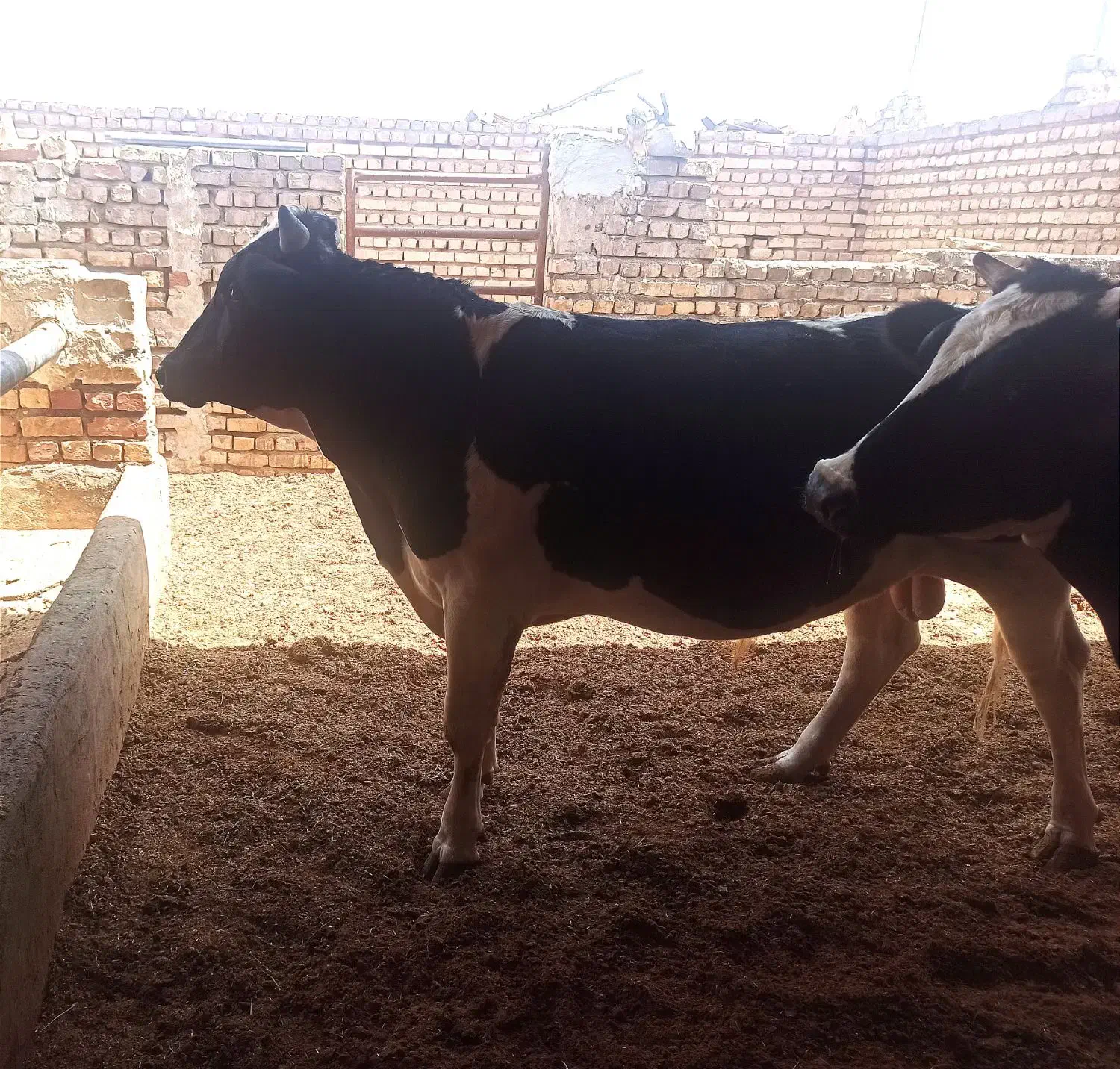 2راس گوساله|حیوانات مزرعه|قم, صفاشهر|دیوار