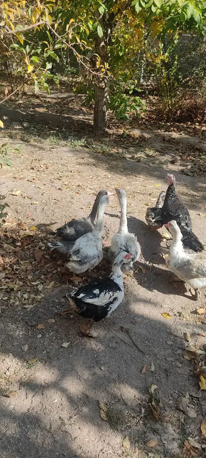 غاز و اردک اسراعیلی|حیوانات مزرعه|کوهسار (البرز), |دیوار