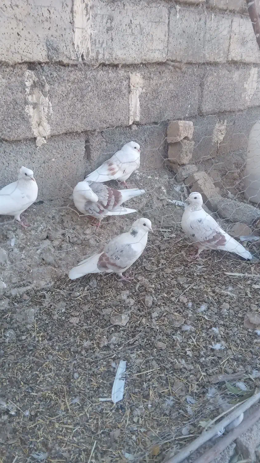 چند کود سفید بفروش می رسد را زی|پرنده|بیرانوند, |دیوار