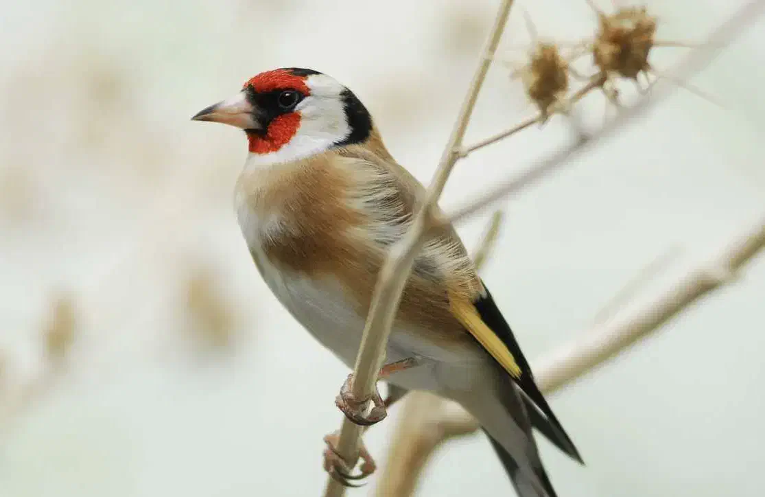 سهره ماده|پرنده|کرج, مطهری|دیوار