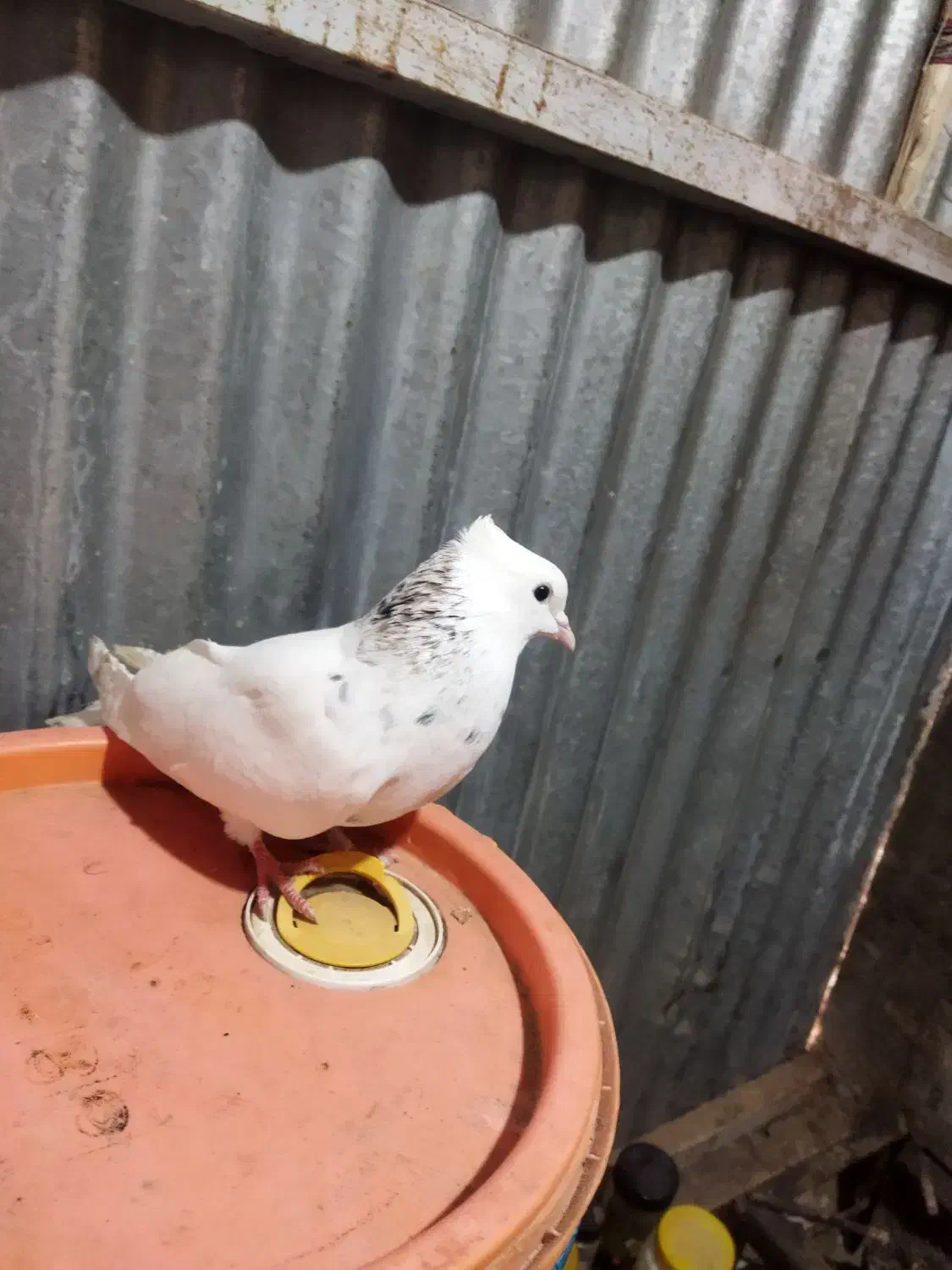 کبوتر|پرنده|شوشتر, |دیوار