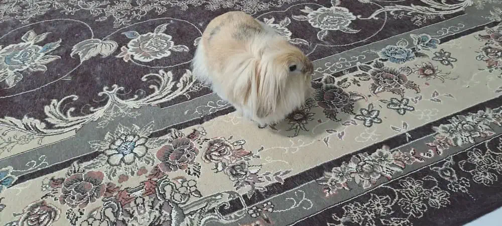 فروش دو خرگوش لوپ و لوپ جرسی|موش و خرگوش|بوشهر, |دیوار