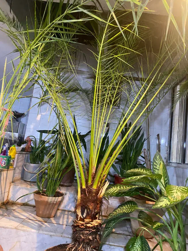 نخل فونیکس|گل و گیاه طبیعی|هشتگرد, گلسار|دیوار