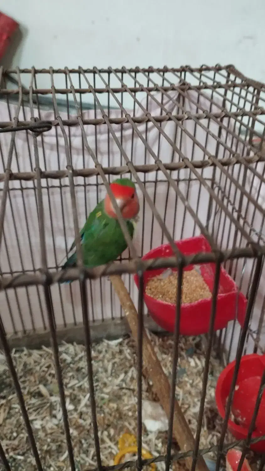 طوطی برزیلی|پرنده|الوند, |دیوار