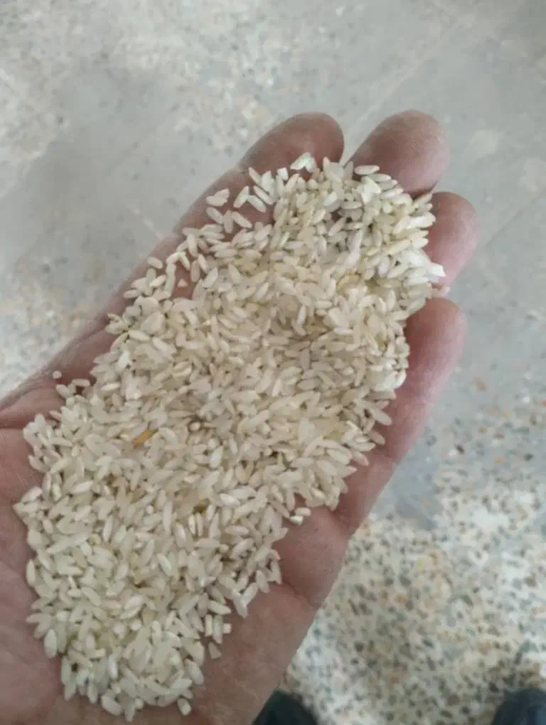 برنج کامفیروزی|خوردنی و آشامیدنی|شیراز, تلخ داش|دیوار