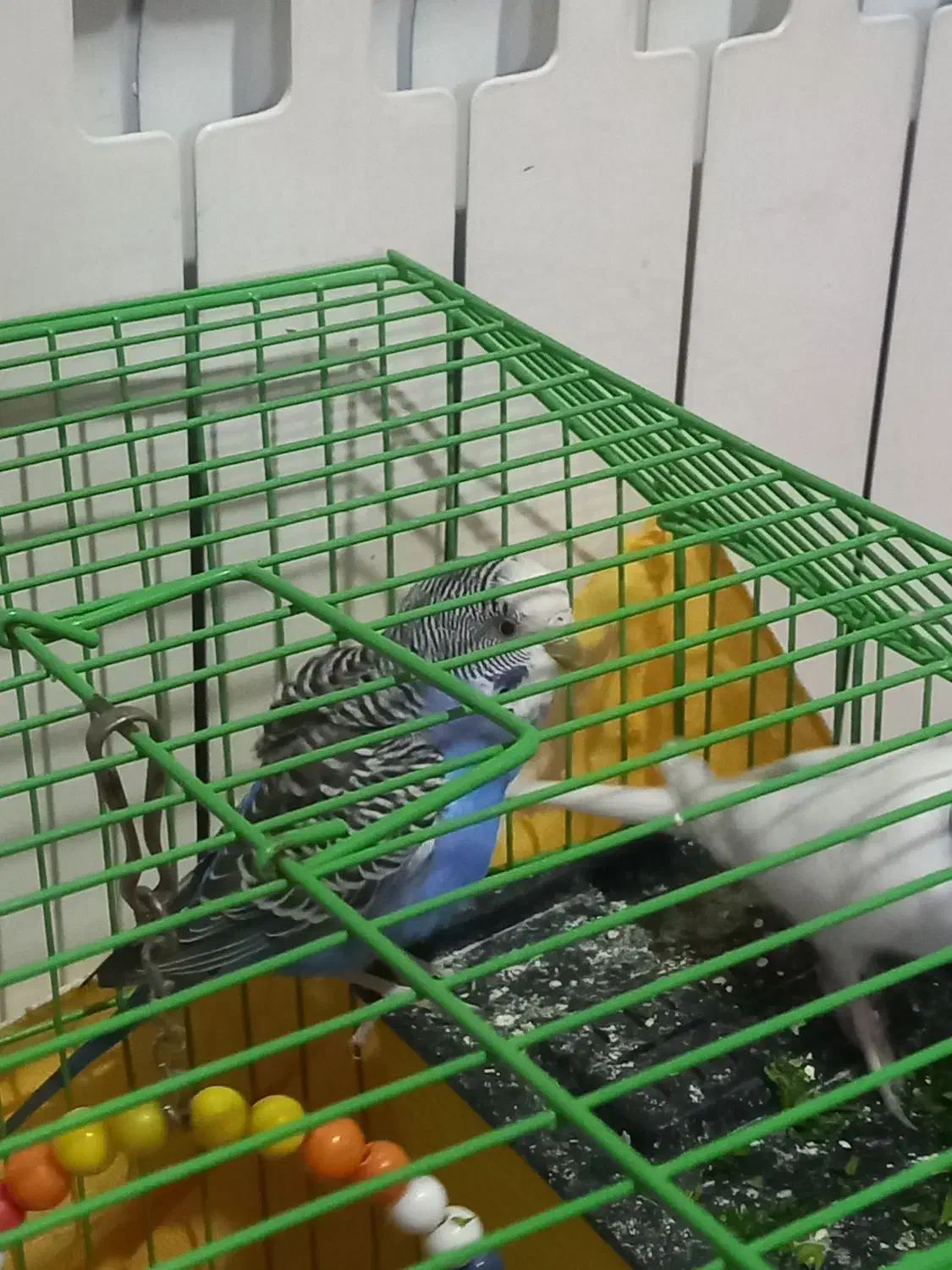 مرغ عشق|پرنده|قزوین, |دیوار