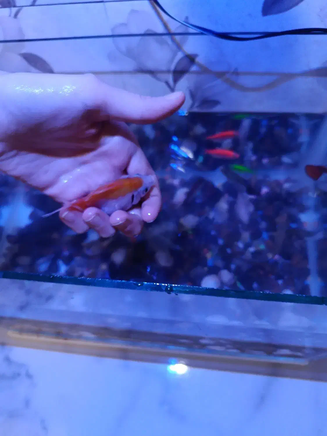 ماهی|ماهی|مرند, |دیوار