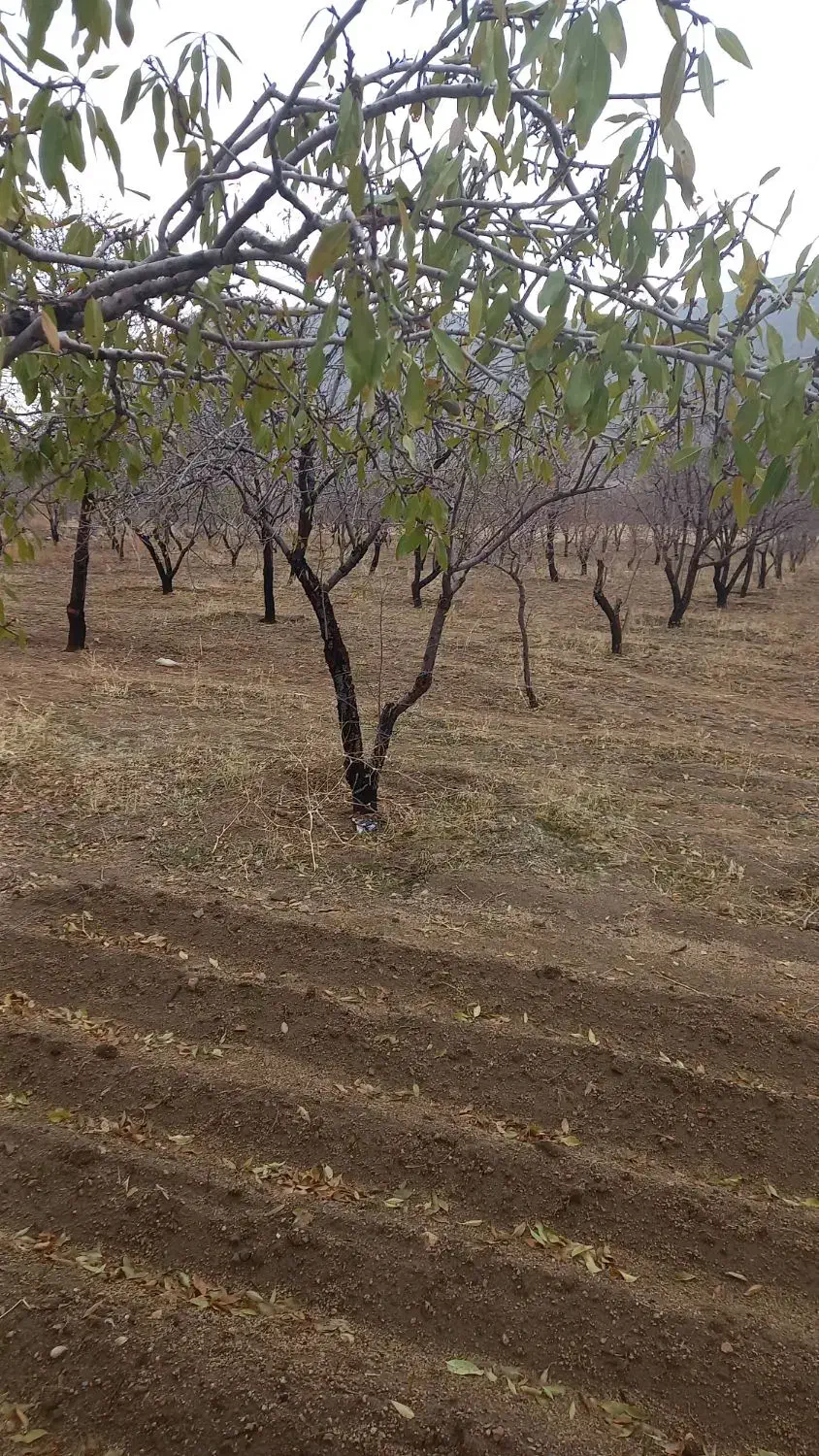 فروش باغ بادام گورچین قلعه|فروش دفتر صنعتی، کشاورزی، تجاری|ارومیه, |دیوار