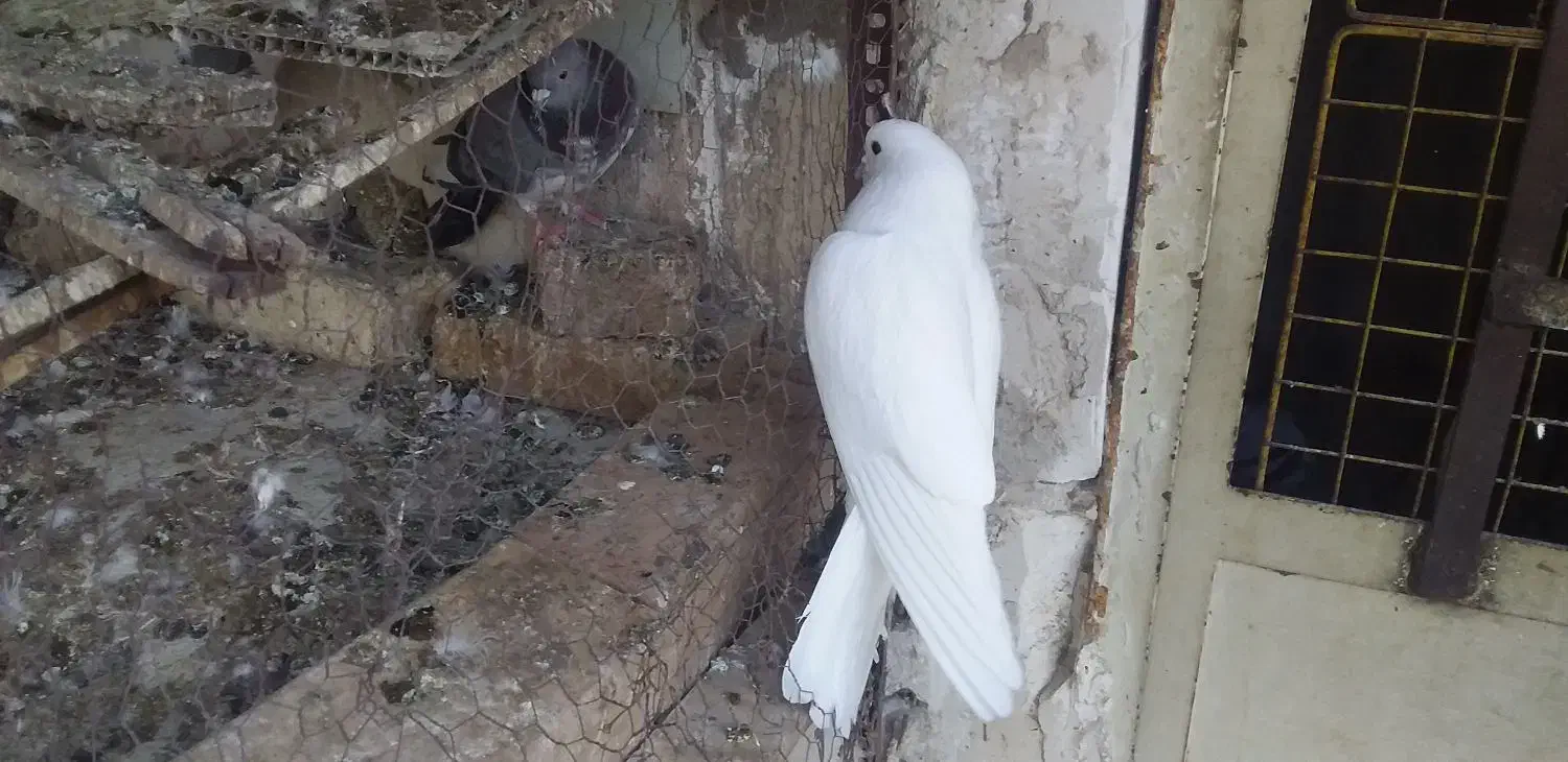 طوقی|پرنده|اردبیل, |دیوار