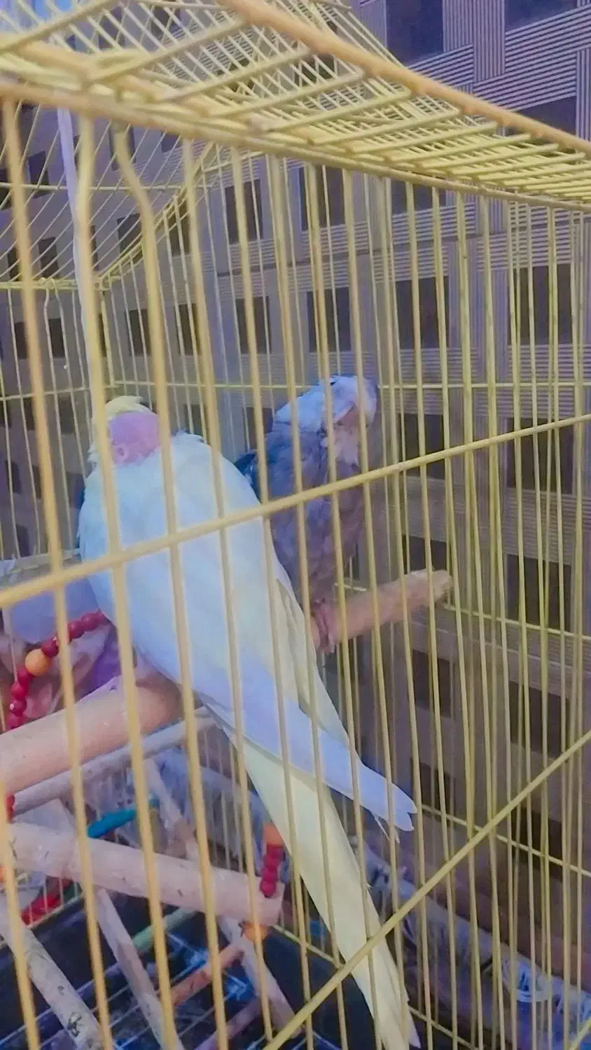 عروس هلندی|پرنده|کاشان, ملاصدرا|دیوار