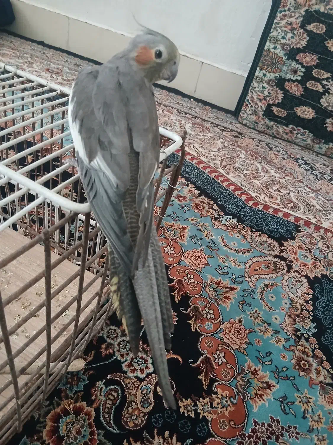 عروس هلندی|پرنده|مسجد سلیمان, |دیوار