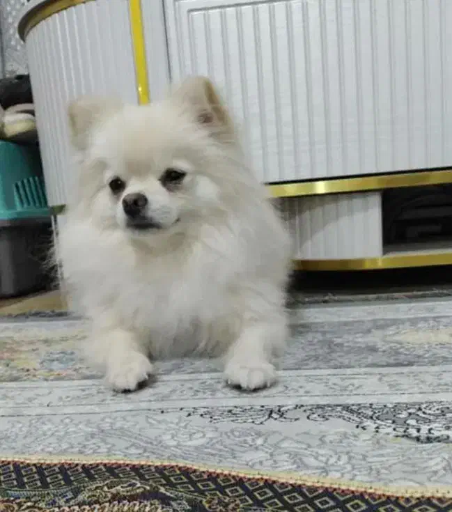 سگ نر پامر برا جفت|سگ|کرمان, |دیوار