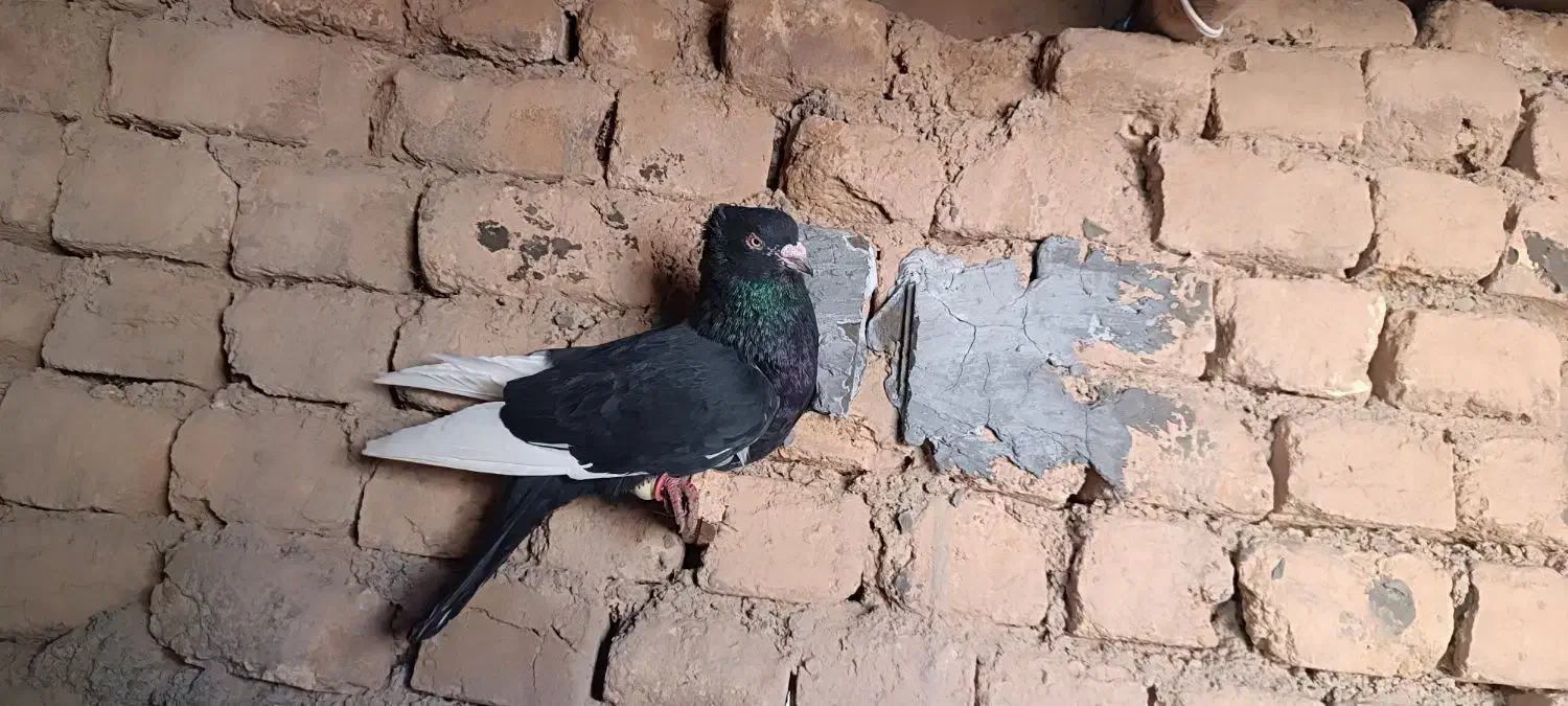 کبوتر|پرنده|سیدآباد, |دیوار