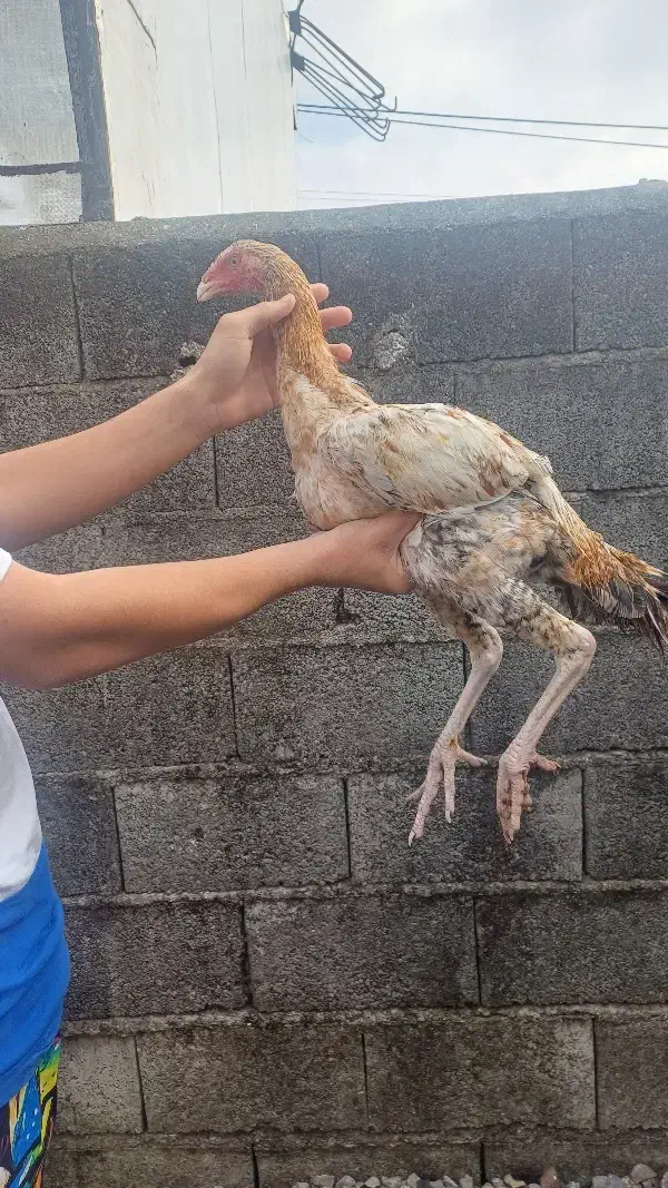 جوجه لاری نصل|حیوانات مزرعه|پره‌سر, |دیوار