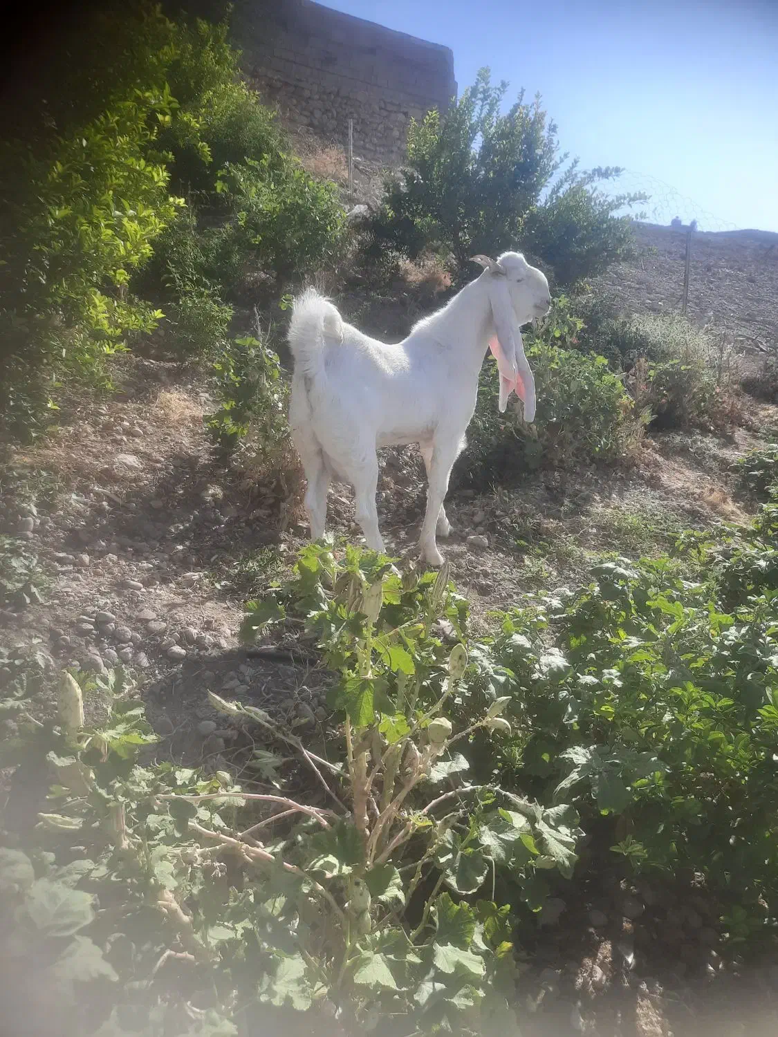 پازن گلابی هنوز ۹ماهشه|حیوانات مزرعه|بهبهان, |دیوار