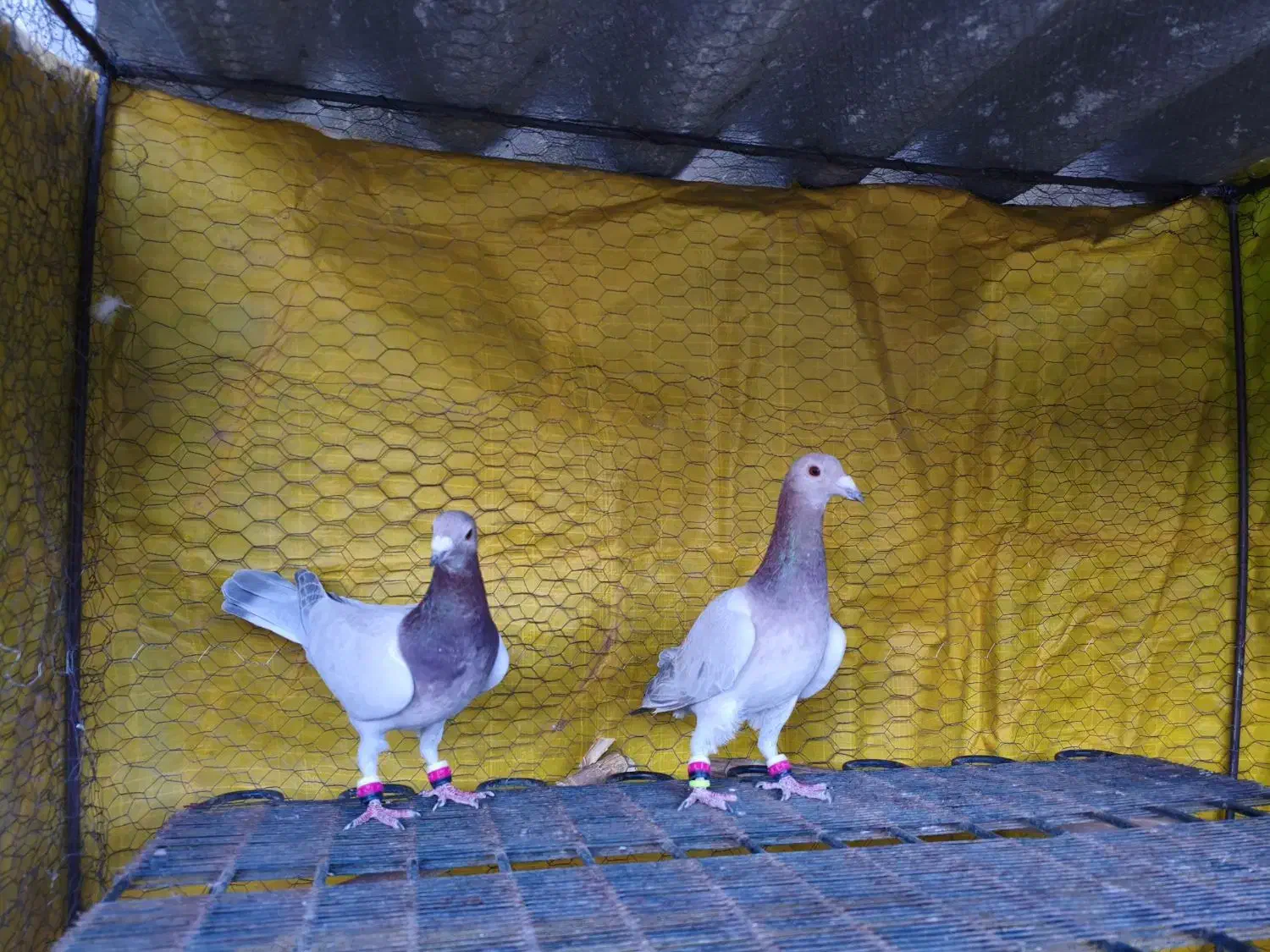 گمشده کبوتر|حیوانات|گناباد, |دیوار