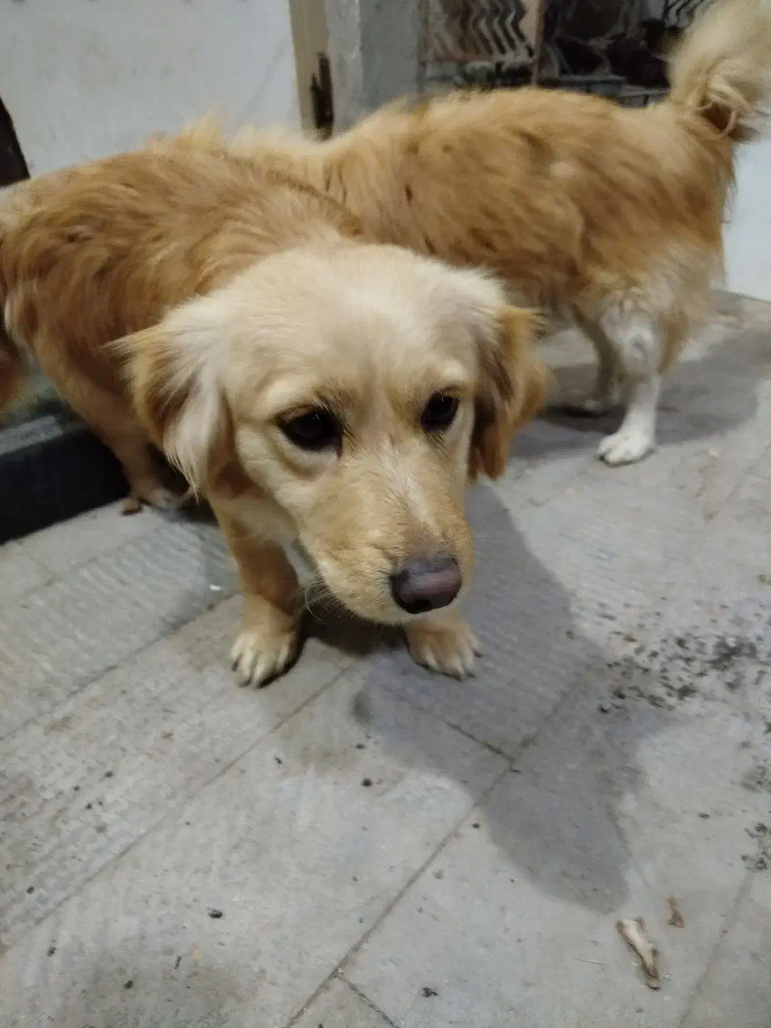 پاکوتاه گم شده|سگ|بناب, |دیوار