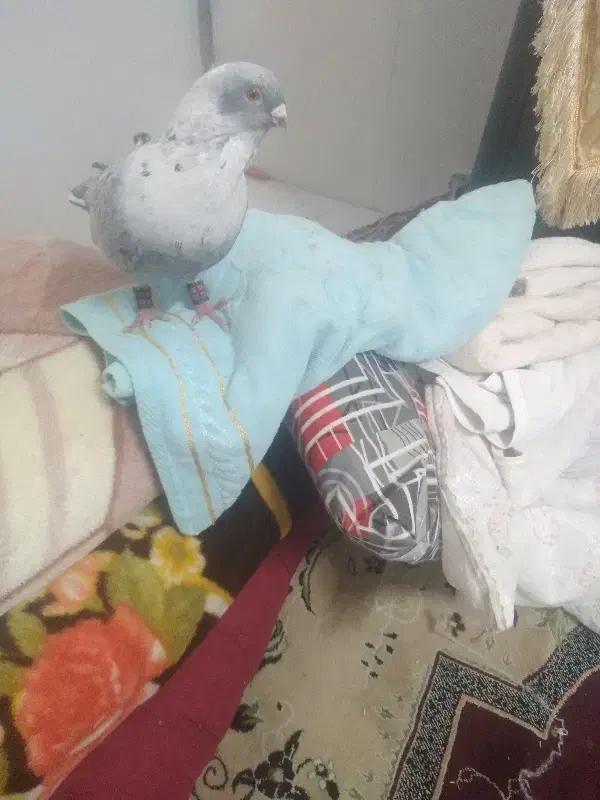 نقره|جواهرات|گناباد, |دیوار