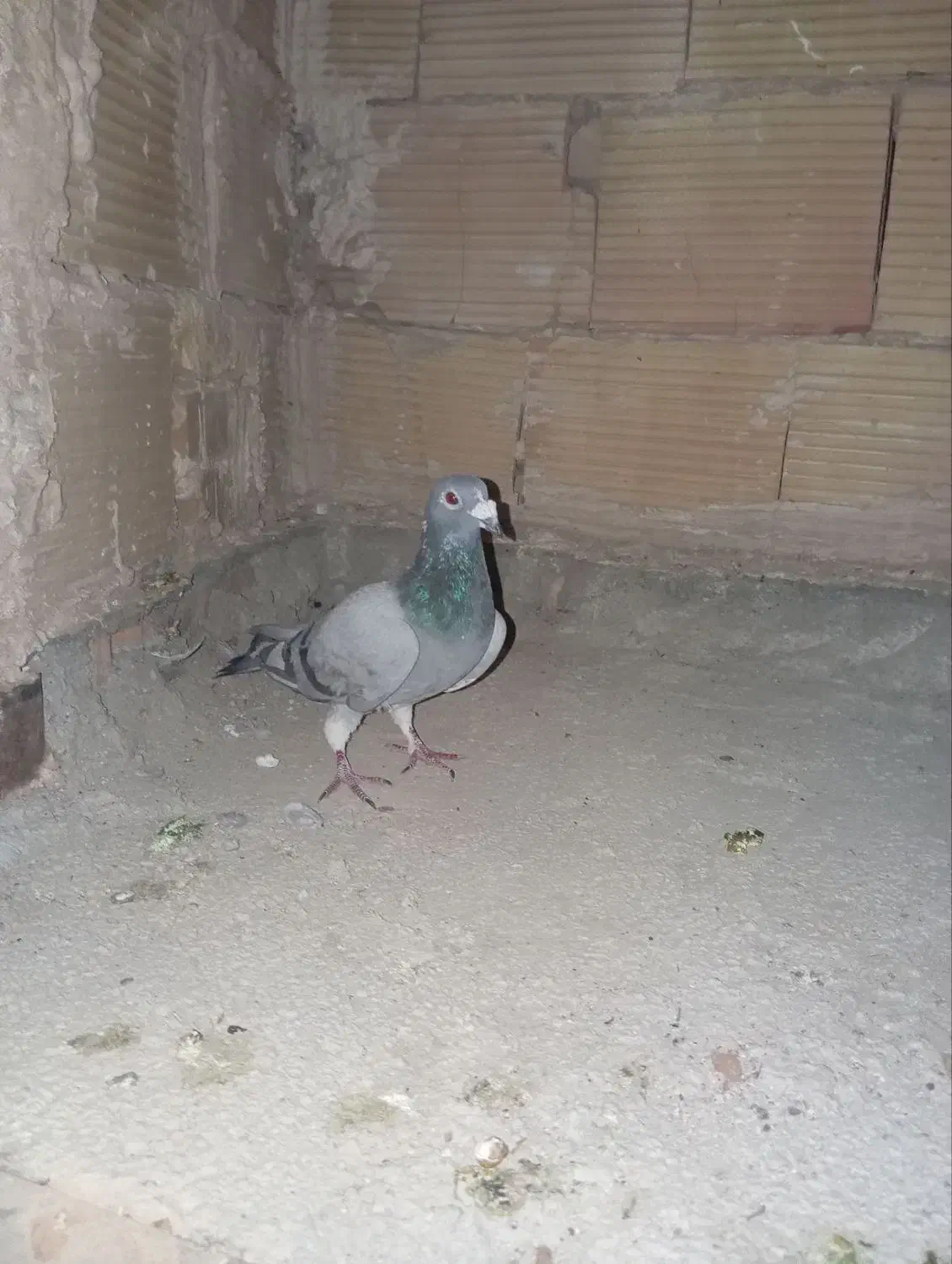 کبوتر مسافتی|پرنده|پاکدشت, پاکدشت (مامازند)|دیوار