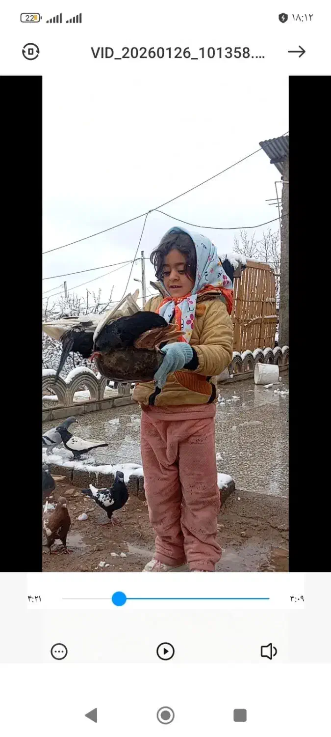 کفتر|پرنده|کیانشهر, |دیوار