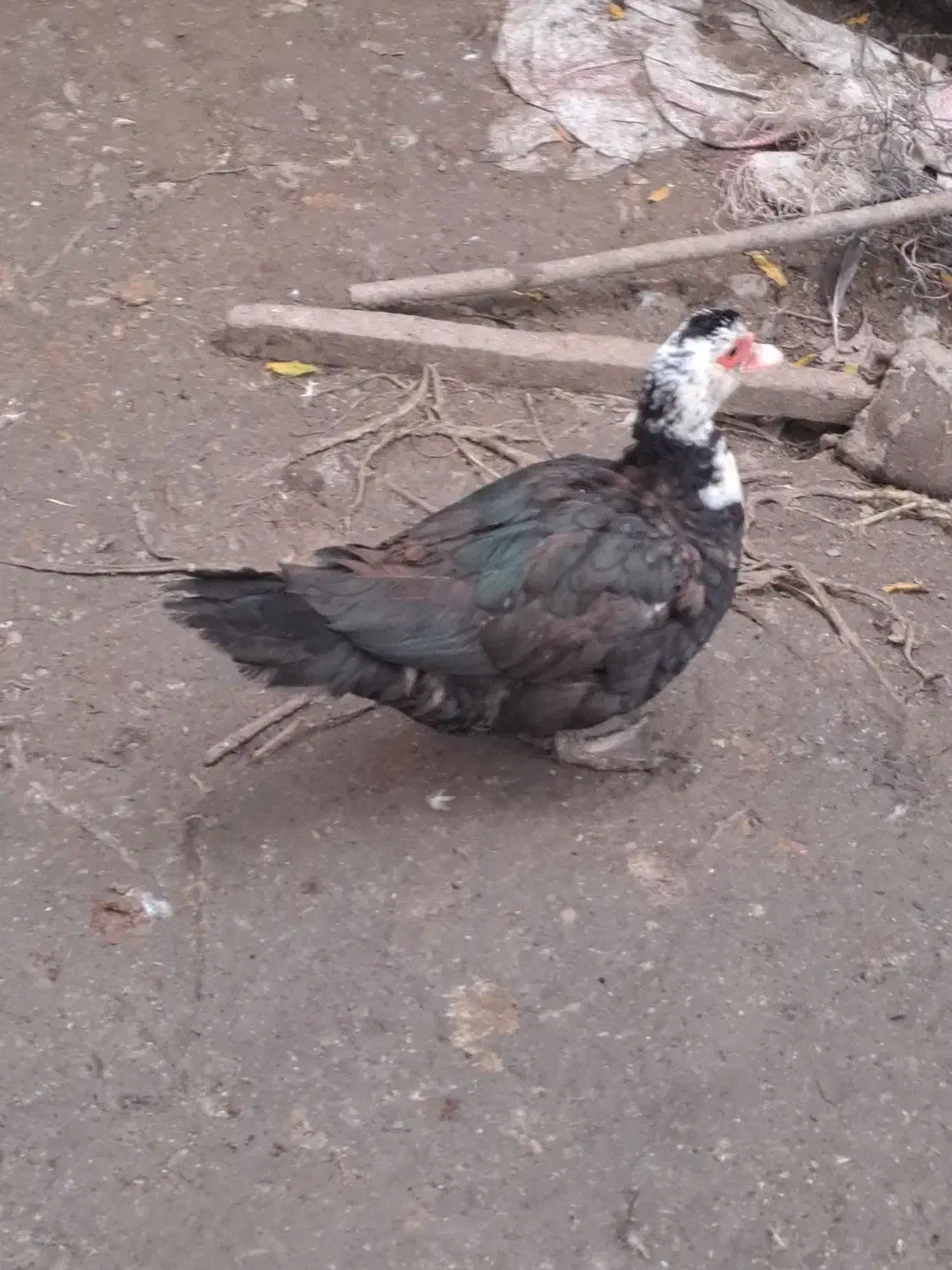 اردک بوقلمون|حیوانات مزرعه|قائم‌شهر, |دیوار