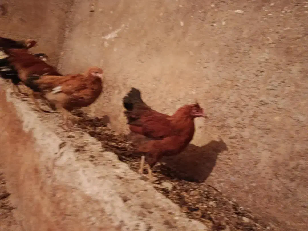 وارک مرغ|حیوانات مزرعه|جوانرود, |دیوار