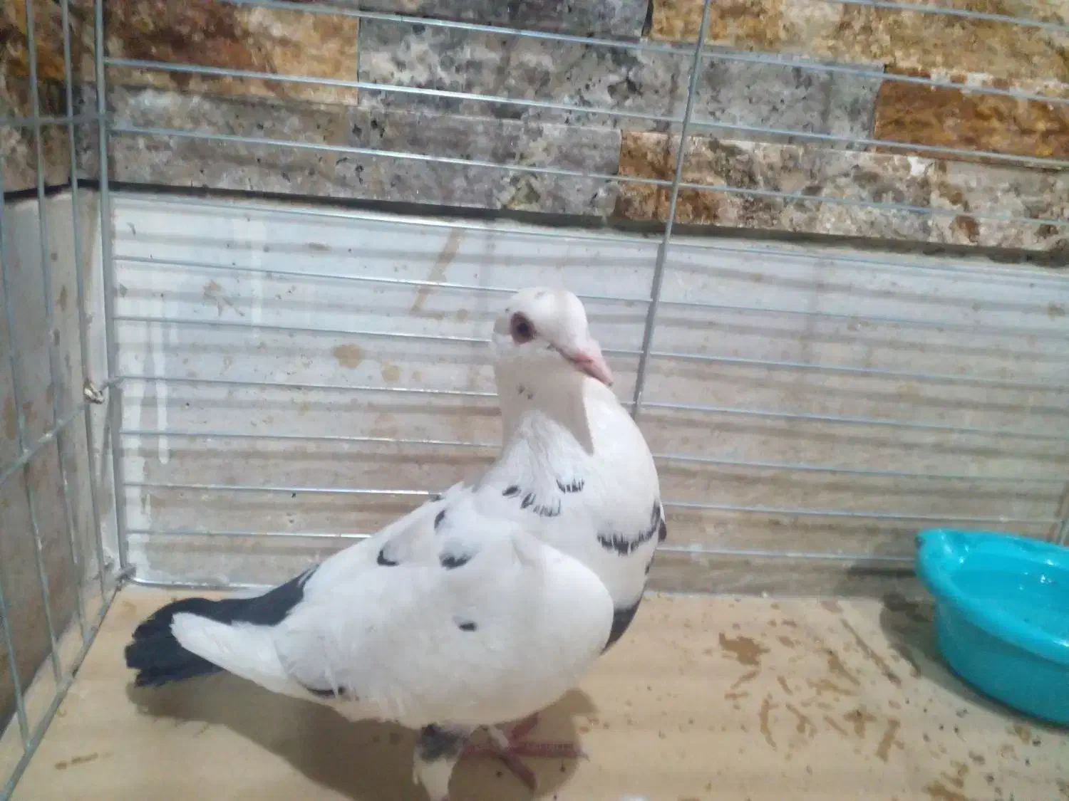 کبوتر آلمانی|پرنده|بافق, |دیوار