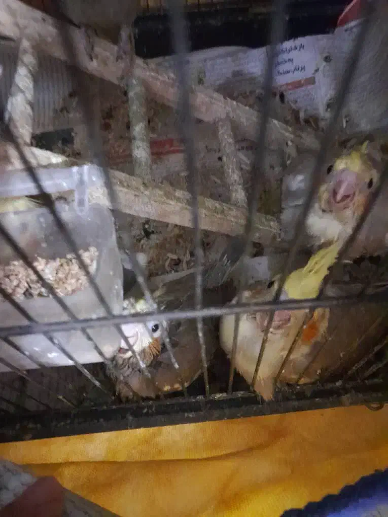 طوطی سخنگو پنج تا طوطی عروس هلندی|پرنده|رشت, سیا اسطلخ|دیوار