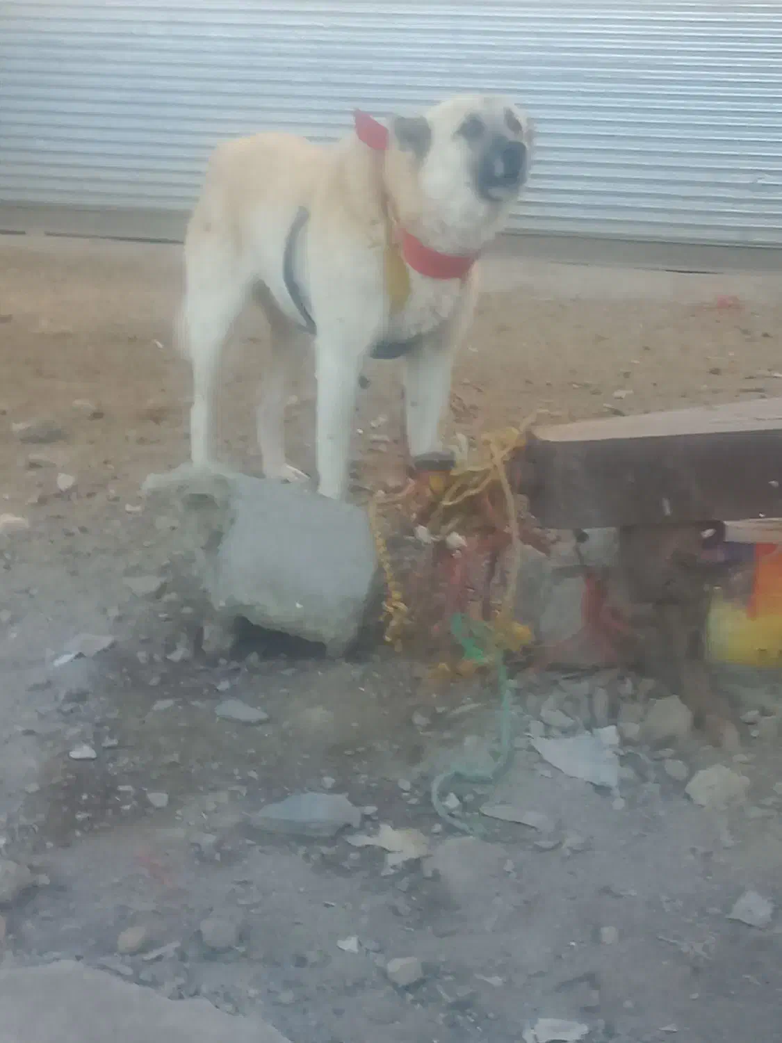 یک قلاده سگ|سگ|اسدآباد, |دیوار