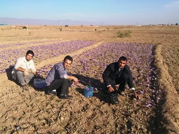 راننده ۴۰۵ هستم جهت سرویس رفت وآمد کارگرهای زعفران|خدمات حمل و نقل|تربت‌حیدریه, سیلوی گندم|دیوار