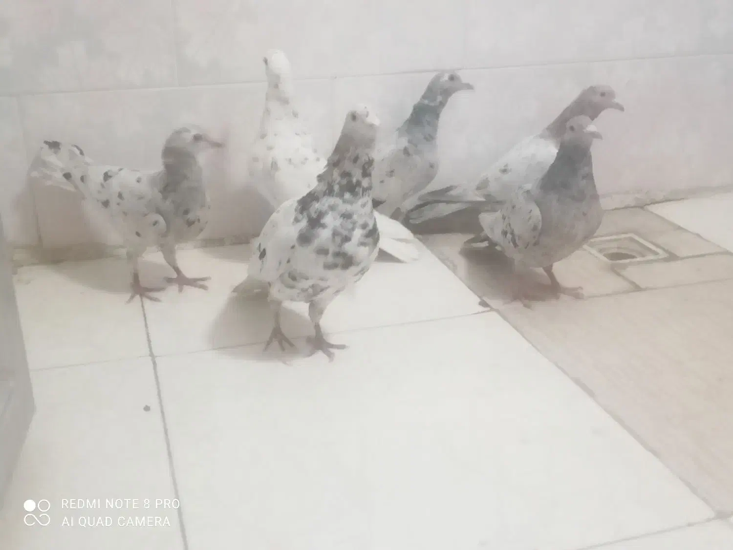 کبوترسرور|پرنده|ملکشاهی, |دیوار