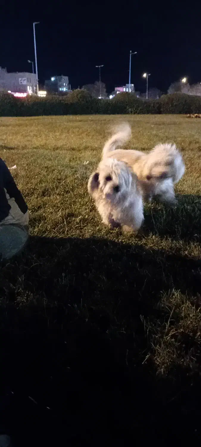 سگ شیمیزو|سگ|نمین, |دیوار