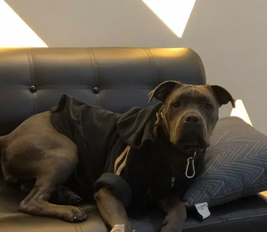 سگ گمشده کنکورسو پیتبول در بابل|حیوانات|بابل, |دیوار