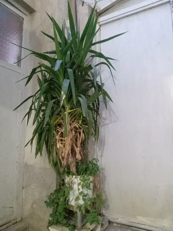 گل زیبا|گل و گیاه طبیعی|کرمانشاه, |دیوار